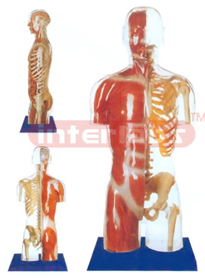 NATURAL TRANSPARENT TORSO MODEL WITH HEAD,SHOWING LEFT SKELETAL SIDE AND RIGHT MUSCLAL SIDE.